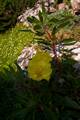 Oenothera macrocarpa IMG_0803 Wiesiołek missouryjski